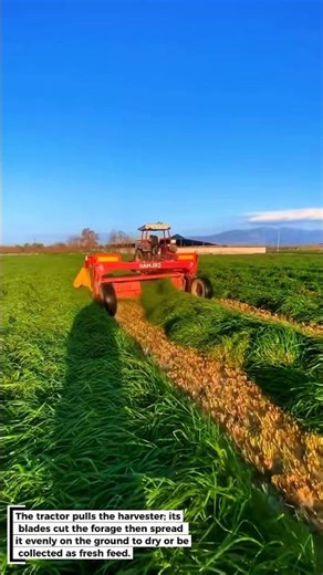 Forage Harvesting Machine for Livestock Feed! 🚜
