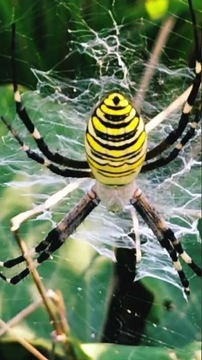 ナガコガネグモ 🕷️ 🕸️ のメス ♀（有毒）