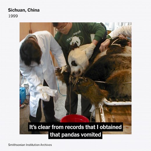 Panda breeding has been highlighted as one of the big success stories in conservation: U.S. and Chinese scientists working together to increase the number of pandas released into the wild. But a New York Times investigation found that they have succeeded only at making more pandas for zoos. https://nyti.ms/406ciMR | The New York Times
