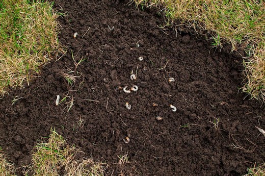 How To Get Rid Of Grubs Before They Destroy Your Lawn