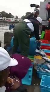 188K views · 3.3K reactions | Pesca del bonito (Sarda chiliensis chiliensis) De julio a setiembre del 2022: La distribución de cuota de esta especie marina es de 2.658 toneladas. Las imágenes del video que, mostramos corresponden a descargas en el muelle de Pisco. Captura realizada por la embarcación Yorya 3, en la zona cerca a Marcona. Video, hoy 8 de julio del 2022 | Perúpesquero | Facebook