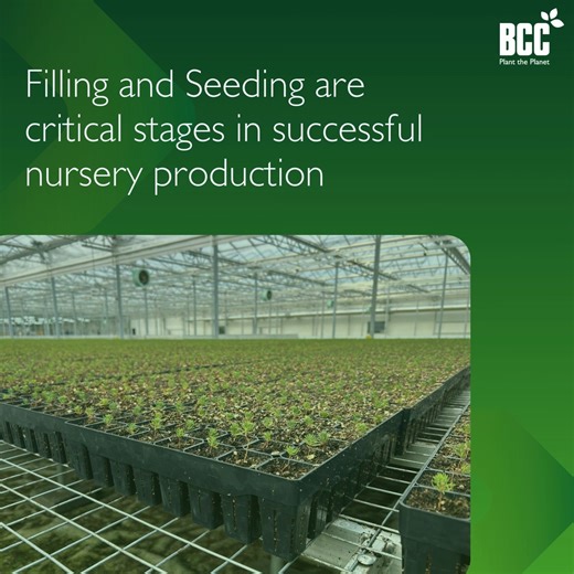BCC Plant The Planet on Instagram: "🌱 The filling and sowing season is approaching in the Northern Hemisphere! Filling and seeding are critical stages in nursery production. When large volumes of seeds must be sown in a limited timeframe, efficiency, precision, and reliability make all the difference. At BCC, we know that every nursery operates differently. That’s why our filling and seeding lines are designed to be flexible and easily integrated into existing production systems—no matter the s