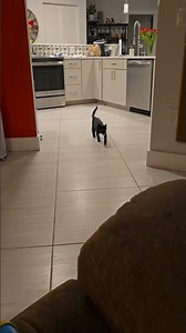 Wait for it... my cat plays fetch better than a dog! 🤯 #cat #fetch #shorts