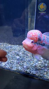 New tank mates with freebies 🐟 #availablenow #aquariumfishes #newtankmates #fishforsale #fish #fishforswap #flowerhorn #oscarfish #bichir #pbass #peacockbass #parrotfish #pollarparrotfish #redtailcatfish #freebies #aquafranz #fishdelivery | AquaFranz