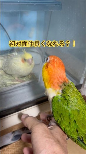 こまめちゃん、新入りオカメインコと初対面！🐥🦜