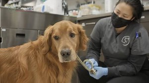 Pot and pets: B.C. veterinarian seeing spike in THC toxicity cases since legalization