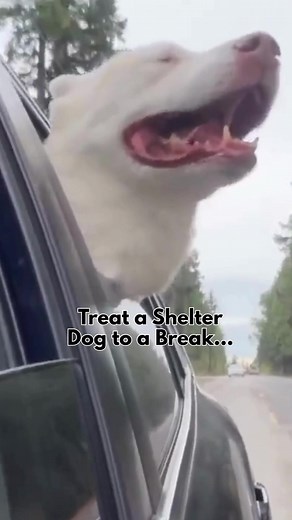 Giving a shelter pup a day out isn’t just fun, it’s life-changing for them. Pup cups, sniffy walks, splashing by the water, or just hanging with a caring human… these outings are often the highlight of their week. Want an easy way to make a difference? Take a dog out for a day. It all matters. 💛#kitsaphumanesociety #kitsaphumane #kitsap #humanesociety #barksandrec #khs #animalshelter #rescueme #rescuedog #rescuecat #adoptadog #adoptacat #adoptacritter #adoptakitten #adoptapuppy #adoptdontshop #