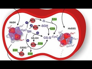Glutathione Cycle As a red blood cell Pathway