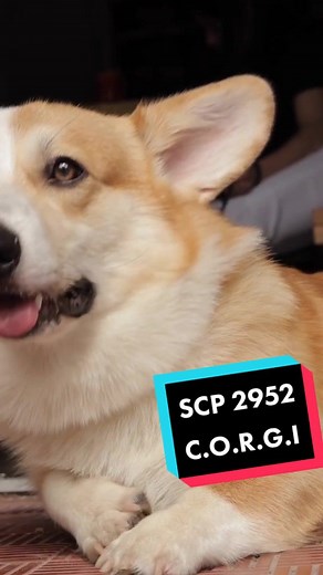 Un corgi gigante scp-2952 #terror #misterio #creepypasta #scp #fundacion_scp #corgi #perro #relato #scp2952 #soycreador #tiktoker