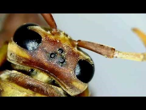 Wasp Anatomy: Simple Eyes (Ocelli) | Under the Microscope: Insects Ep. 15