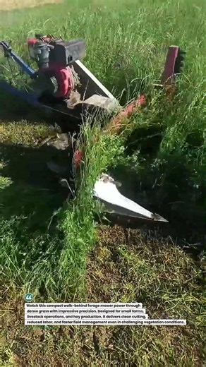 Precision Walk-Behind Forage Mower Cuts Dense Grass Fast! #FarmingTech #HayMaking #AgriMachinery
