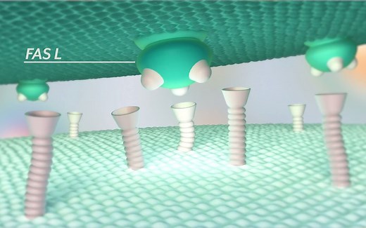 细胞凋亡通路与caspase级联反应【3D动画】