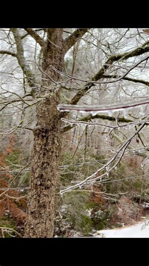 Current situation here in Northern Greenville County of SC! Ice is getting really thick and the power just went out. #icestorm2026 #winterstormfern #upstatesc #winterinthesouth #icemageddon2026 | Mountains River Sea