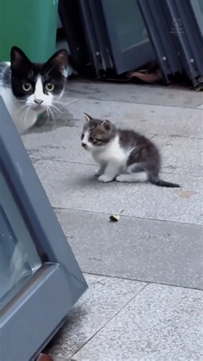 Hilarious Jealous Cat Mom Moments | Part 132