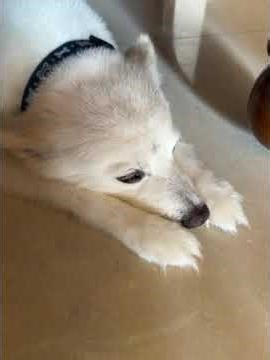 Mirchi yea red 🔴 mirchi #dogs #dogshorts #anmals #animallife #funny #cute