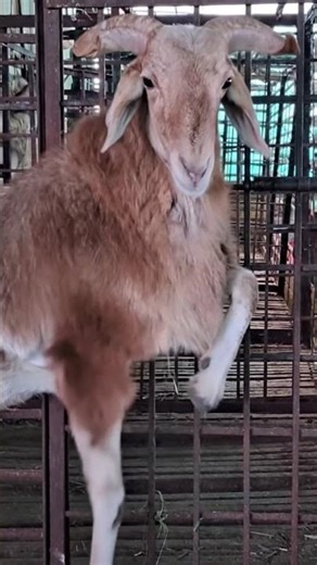sheep calling his owner