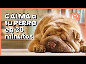 Música relajante para perros con ansiedad 🐶 Para calmar, dormir y descansar 🎶 30 minutos 🎶