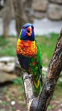 Nature’s Masterpiece: The Incredible Colors of the Rainbow Lorikeet! 🌈🦜