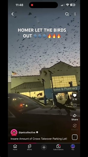 HOMER LET THE BIRDS OUT 🗣️🔥🔥🗣️🗣️