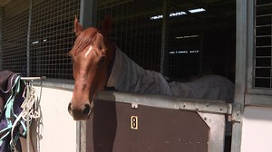 Anethole jockey Tom Sherry speaks ahead of Koscziusko race - NBN News