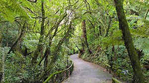 Scenic walks through Wellington Botanic Garden with native New Zealand flora, plants and trees in capital city of Wellington, New Zealand Aotearoa