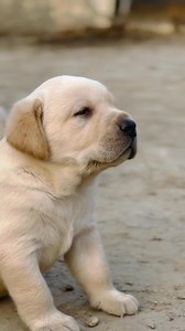 Sound ON 🐶🥰 #dogs #labrador #labradorretriever #doglover #labradorpuppy | Labrador Lovers