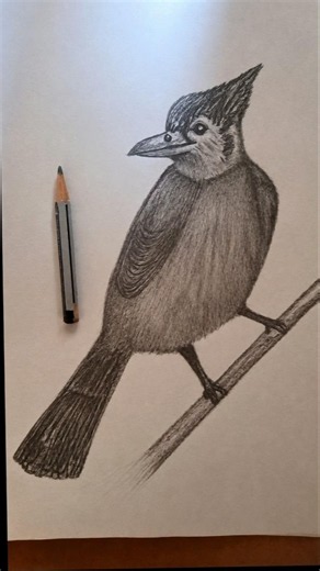 the Bird drawing by using pencil #drawing #viral #shortvideo #drawingtutorial #birddrawing
