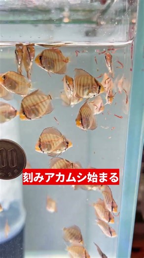 25 11 21【刻みアカムシ始まる】#aquarium #fish #アクアリウム#ディスカス #discus #breading