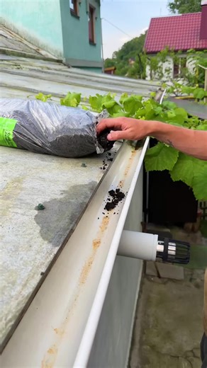 Transform Your Gutters into a Vertical Garden