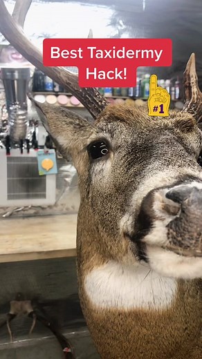 jeffstaxidermy on TikTok