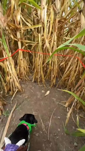Guide dog vs. Corn maze! IB: @Rosa 👩🏽‍🦯‍➡️ Video description: Izzy, a black lab, guide dog is seen guiding me in a corner maze. She turns left and right, finds a dead end, then we exit the corn maze. Izzy wears a Mike Wazowski costume; Green bandanna with a big googly eye, and the character Boo in disguise as a backpack on her harness. Captions and text of "Guide dog vs. corn maze," are used. Tags: #GuideDog #GuideDogsForTheBlind #Halloween #CornMaze #xybca | Guide Dog Izzy