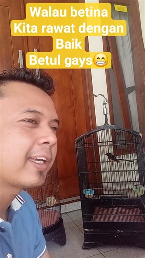 Tak perlu ribet merawat burung #muraibatugacor