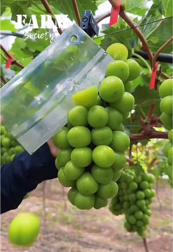 How Muscat Seedless Grapes Are Grown