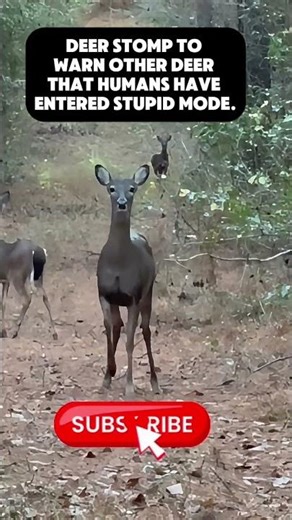 Stomping deer explained