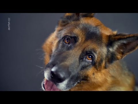 Le chien, enquête sur un animal familier (2015)