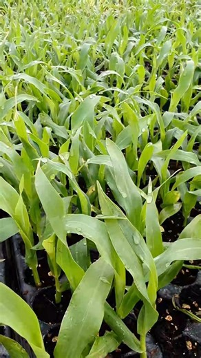 Tactics for growing early corn  #farmlife #organicfarmer #springcrops #newseason #seasonaleating #slowfoodmovement #howto #organicfarm #birds #corn #howgood #livingthedream #tactics | Streamside Organics | Facebook