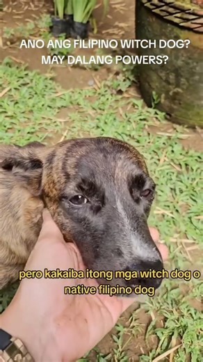 KUYA KIM, NAG-AMPON NG WITCH DOG! Ipinakilala ni Kuya Kim ang kaniyang adopted Native Filipino Dog o kilala rin bilang "Witch Dog" na kabilang sa 46 na asong alaga niya. Ang Witch Dog ang tanging purebred dog na galing sa Pilipinas. May brindle na balahibo, maitim na nguso at medyo payat ang mga asong ito na mataas tumalon. COURTESY: Kuya Kim Atienza FB | GMA News