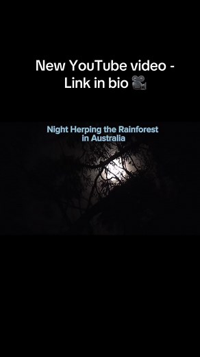 Australian Wildlife Encounters: Snake, Frog, and Gecko