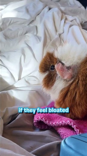 Why my Guinea Pig stop eating?