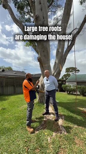 True Blu on Instagram: "Sometimes saving a home means saying goodbye to a tree 🌳 This tree’s root system was damaging the house structure and nearby plumbing… removal was the only safe solution. Call us on 📞 (02) 9773 1868 or 0419 986 570 #sydneytreeremoval #sydneytreelopping #arboristsydney #sydneycouncilapproval #treeremoval"