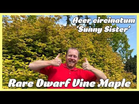 Highlighter Colors in the Garden: Growing 'Sunny Sister' Vine Maple