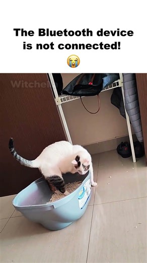 The Bluetooth Device Is Not Connected