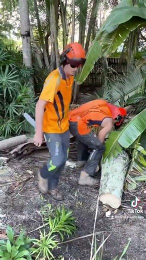 Affordable Prices on Professional Tree Maintenance Services🌲Tree Removal🌳Tree Pruning & Trim