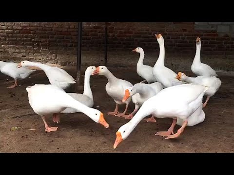 Raising Geese as Pets at Home (Goose Birds)