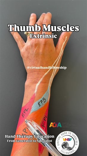 Virtual Hand to Shoulder Fellowship on Instagram: "Thumb muscles: intrinsics and extrinsics. As our Trimester 2 cohort begins focused work on thumb CMC osteoarthritis, we return—intentionally—to foundational anatomy. Targeted strengthening is only effective when muscle function, leverage, and contribution to joint stability are clearly understood. This review is not about memorization. It is about integration. Our curriculum is designed to revisit anatomy from Trimester 1 as clinical complexity 