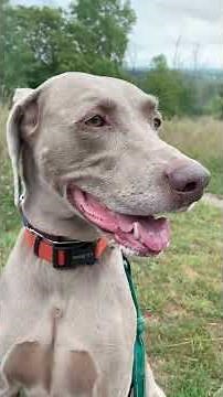 🚨 Weimaraner: 4 REAL Facts You Should Know 🐕‍🦺🔥 #dogs #dog #weimaraner