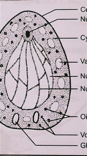 Structure of yeast cell