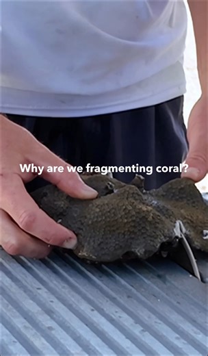 Why are we fragmenting coral? Coral propagation through fragmentation allows us to grow more corals, faster. At Keys Marine Laboratory , our team selects healthy coral colonies and cuts them into smaller fragments, or “frags.” Each frag is secured to a base and placed in tanks where it can recover and start growing new tissue. After this healing period, the corals are moved to our ocean nurseries, where they continue to grow and strengthen until they’re ready for outplanting onto the reef. Throu