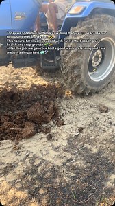 Natural Nourishment for Our Soil! Today we spreaded buffalo & cow...