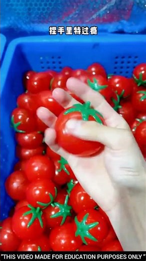 The new plastic tomatoes🍅😱
